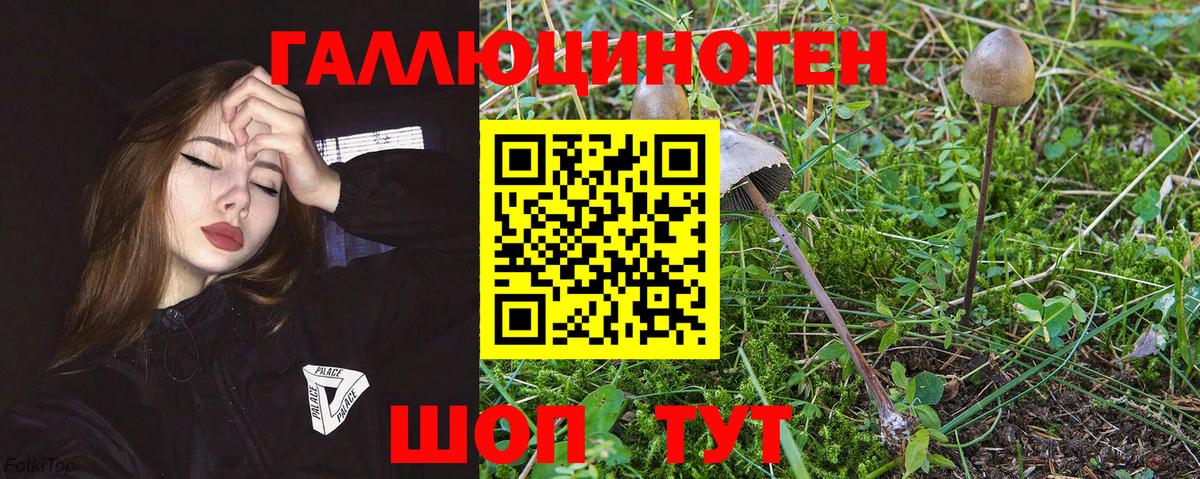 Кингисепп  Галлюциногенные грибы MAGIC MUSHROOMS  закладка  Галлюциногенные грибы прущие грибы  Вход с VPN 